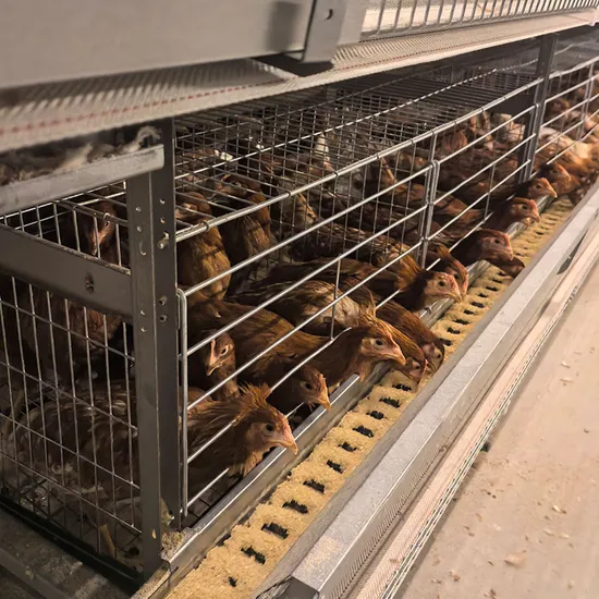 poultry-house-equipment