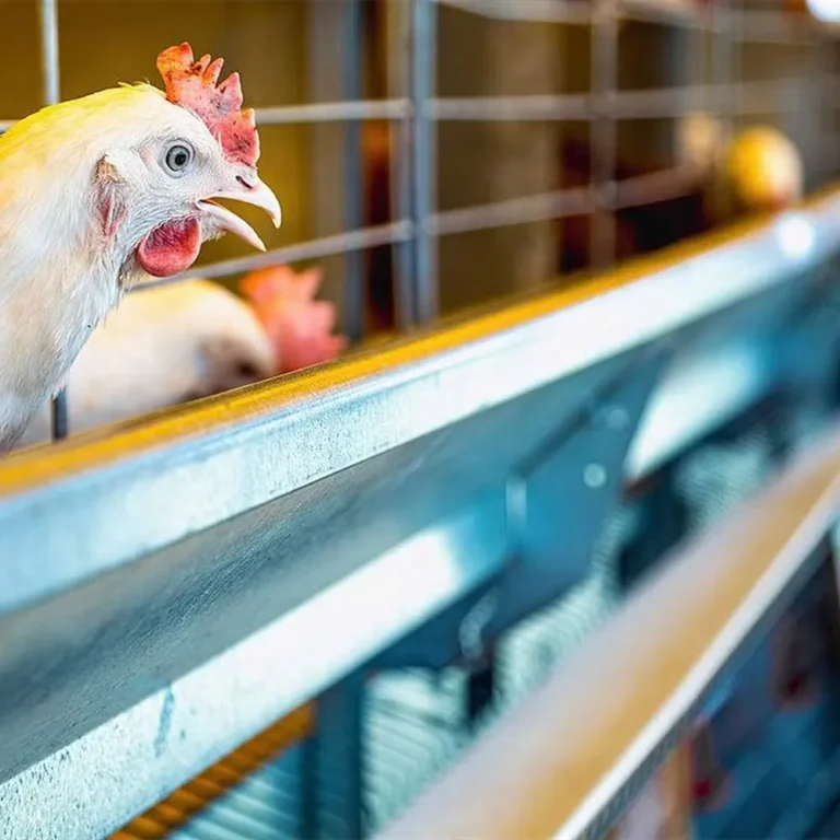 Factory-Direct Poultry Housing Systems | Complete Poultry Farming Solutions